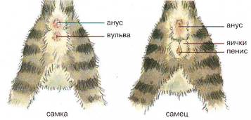 Как сделать свои бесплатный сайт